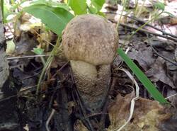 IMG_20260614_125436_gcam_3.2.thumb.jpg.15863173d2b1c96b4e6173ce5ac8e1f4.jpg