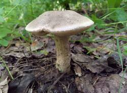 IMG_20260614_132425_gcam_3.2.thumb.jpg.04de50e74be49cc63e68c3524075b9da.jpg