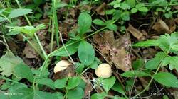 IMG_20260614_132854.thumb.jpg.34ab6cfd662a408be14e853aad447c24.jpg