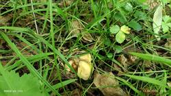 IMG_20260614_132902.thumb.jpg.ee5a1b9b61ecf3f1548a4814e14b6423.jpg