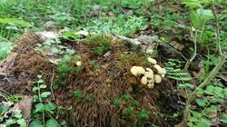 IMG_20260614_133154.thumb.jpg.9793d5bb3c11dbf648adad3840e43144.jpg