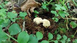 IMG_20260614_133207.thumb.jpg.6ed7e3d2c0086b63bae7432aaf87eb63.jpg
