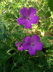 IMG_20260614_135220_gcam_3.2.thumb.jpg.d369b614c15deec1f6dd29bd6cbd953d.jpg