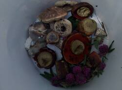 IMG_20260614_140855_gcam_3.2.thumb.jpg.55f8d522c22caa08275199b1f7c438f8.jpg