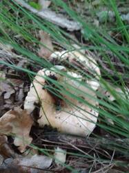 IMG_20260615_160650.jpg
