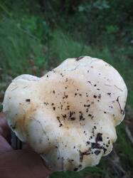 IMG_20260615_160659.jpg