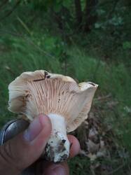 IMG_20260615_160704.jpg
