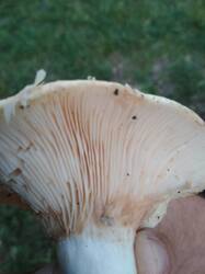 IMG_20260615_204026.jpg