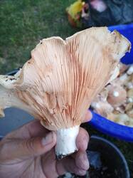 IMG_20260615_204636.jpg