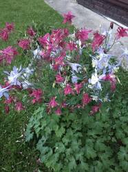 IMG_20260615_212427.jpg