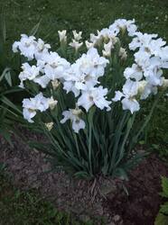 IMG_20260615_212524_1.jpg