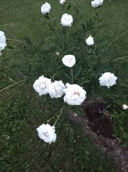 IMG_20260615_212536.jpg