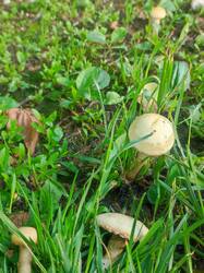 IMG_20260616_173606.thumb.jpg.8a58f5fbdb5179f47f3af3cb0f210591.jpg