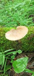 IMG_20260617_084831_748.thumb.jpg.252352aa5545df37cde2c11e141063f1.jpg