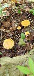 IMG_20260617_095944_089.thumb.jpg.3f9331cf3f0479ad60fc73803ac1b744.jpg