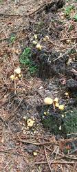 IMG_20260617_101341_212.thumb.jpg.c31fae7622ad6e2c34a47513e4c3eaf9.jpg