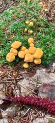 IMG_20260617_101723_824.thumb.jpg.a5948d3ebbcb46f8a9521c1bb2850167.jpg