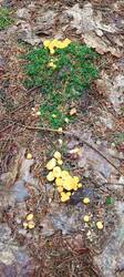 IMG_20260617_101739_093.thumb.jpg.458f577727535546ef7e1011dbbbb557.jpg