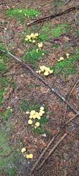 IMG_20260617_103031_628.thumb.jpg.9a4fd32dc95f7e7521affe0f404e32fd.jpg