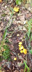 IMG_20260617_110041_172.thumb.jpg.1f3f6902516a57199ccf7a2a978dc32a.jpg