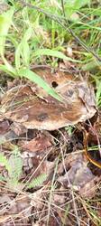 IMG_20260617_121453_255.thumb.jpg.76ec166c8ebea4fce1abb77e3d3738b4.jpg