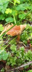 IMG_20260617_133544_695.thumb.jpg.c90d219826b2adfc235d83f024d7b658.jpg