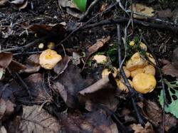 IMG_20260618_093129.thumb.jpg.a2dfd25a178e59a9b4c15f8a6961b340.jpg