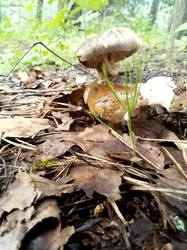 IMG_20260618_151037.thumb.jpg.de445a17f25f808a7950a771fe775928.jpg