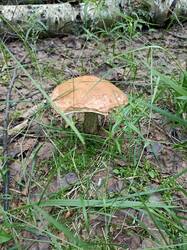 IMG_20260618_155941.thumb.jpg.0e3b55b37bff71b5dbd7da1e49f1af29.jpg