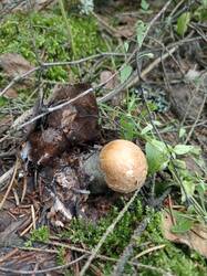IMG_20260618_160611.thumb.jpg.b180d330747980b184454ce505317a37.jpg
