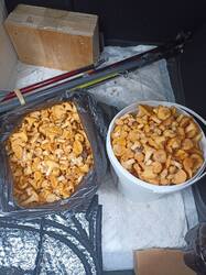IMG_20260618_163921.thumb.jpg.7b8dd5115c7a4efe508131b172312efc.jpg