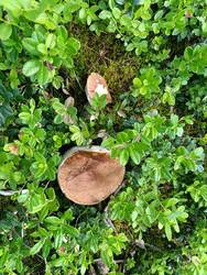 IMG_20260619_163534_563.jpg