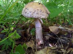 IMG_20260620_093116_gcam_3.2.thumb.jpg.82562e7c4825a037f97453b95072173f.jpg