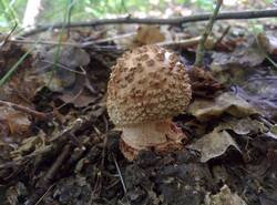 IMG_20260620_093241_gcam_3.2.thumb.jpg.df93c421c49a360b192c97dd7e9785a6.jpg