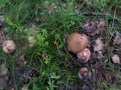 IMG_20260620_093432_gcam_3.2.thumb.jpg.e652698d12747f39552c458bc10f9a40.jpg