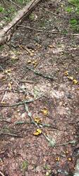 IMG_20260620_093816_074.thumb.jpg.8a53e7268e1c3996b6d5dd7005263b3e.jpg