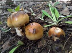 IMG_20260620_102251_gcam_3.2.thumb.jpg.39d1b2b26577137737bc1bf729548262.jpg