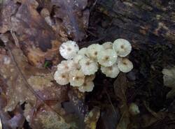 IMG_20260620_103410_gcam_3.2.thumb.jpg.a299ca4f881a4ab2c92f4a09b62a3d81.jpg