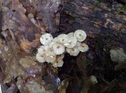 IMG_20260620_103419_gcam_3.2.thumb.jpg.a264e12e67914851de1f1f9770641d30.jpg