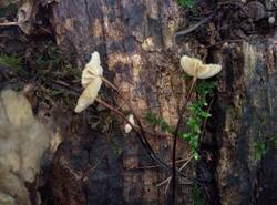 IMG_20260620_103446_gcam_3.2.thumb.jpg.edbd75fb77ef3cc8ac1c5d13a3f8ed3e.jpg
