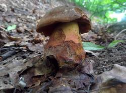IMG_20260620_113547_gcam_3.2.thumb.jpg.e1f8573d1c785bb9df5bd6b7bf75cde4.jpg