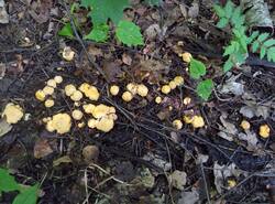 IMG_20260620_114630_gcam_3.2.thumb.jpg.6a824445c4c0adc3e4c67a36404eaf37.jpg