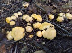 IMG_20260620_114642_gcam_3.2.thumb.jpg.098578d1ea933c0ecf7a58b2069bda0e.jpg