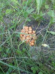 IMG_20260620_123752.thumb.jpg.c7f4ecad9030c66cc37d2908c59cd57e.jpg