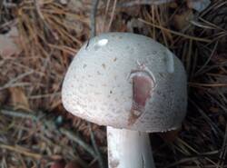 IMG_20260620_134119_gcam_3.2.thumb.jpg.5c0d34352a0e87f0e6f51cb58ea80790.jpg