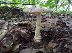 IMG_20260620_134748_gcam_3.2.thumb.jpg.3a36ec2ba10915d46131e663f53bc515.jpg