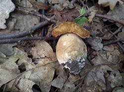 IMG_20260620_141145_gcam_3.2.thumb.jpg.d051b8d33440e21818479e2862e31b6c.jpg