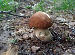 IMG_20260620_141445_gcam_3.2.thumb.jpg.b8e72633fac849373d79f2fc8d7d91d9.jpg