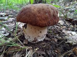 IMG_20260620_152640_gcam_3.2.thumb.jpg.eca771dcac6f0d56cfe322932a7b7dff.jpg
