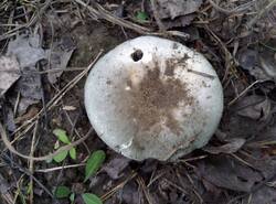 IMG_20260620_153943_gcam_3.2.thumb.jpg.7c4641d5d5b238a638bba0b0bb7ea2be.jpg